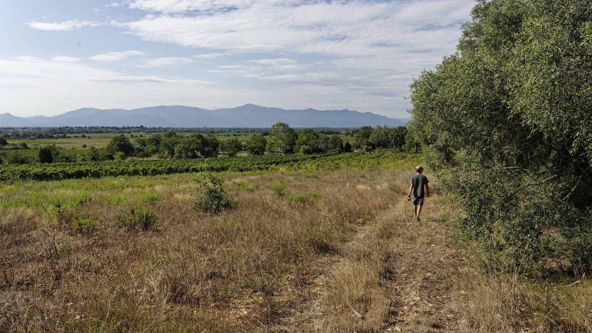 chateau de rey winery remy vines land agroforestery organic farming