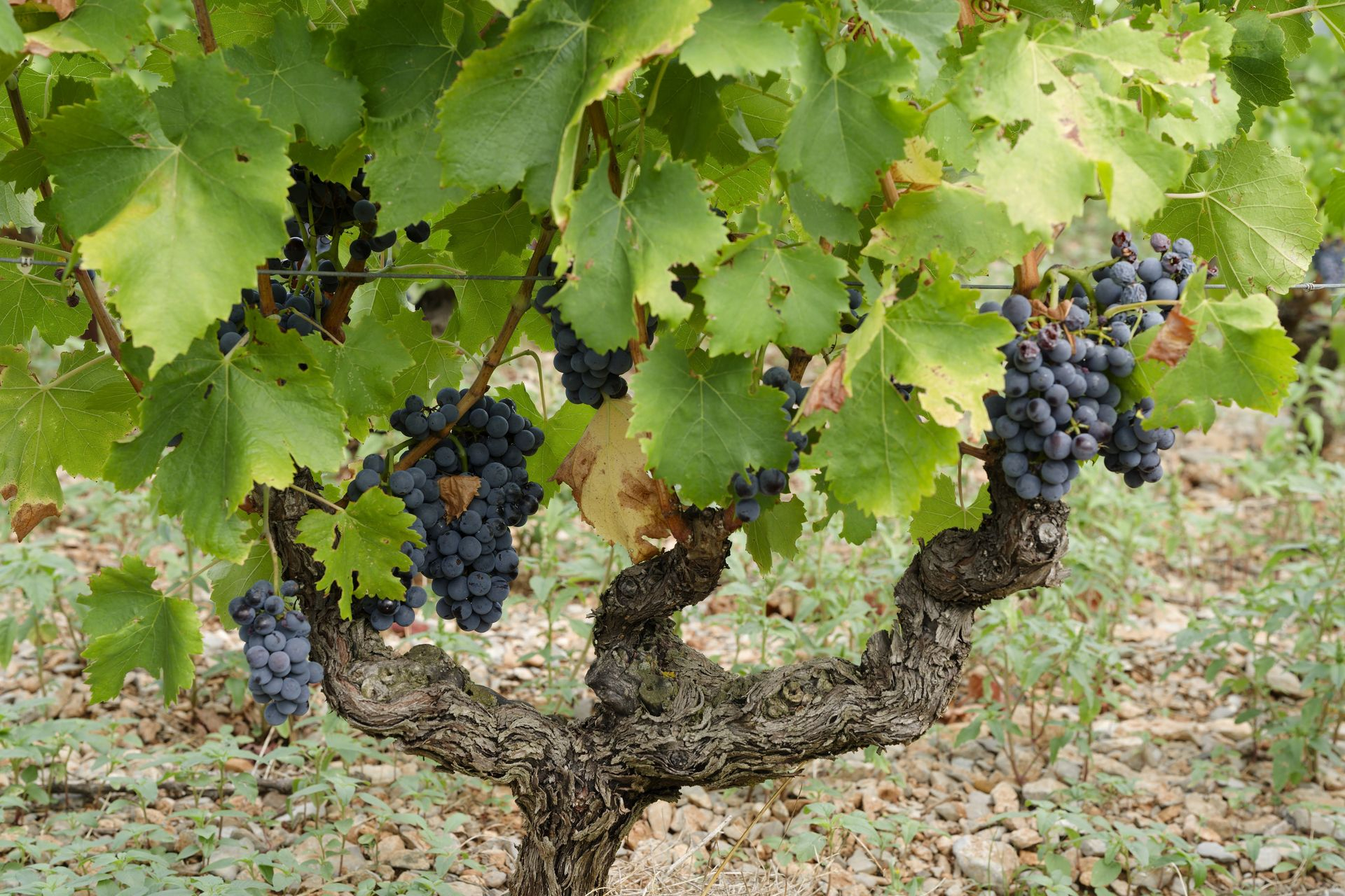 La jasse castel winery old vine and grapes