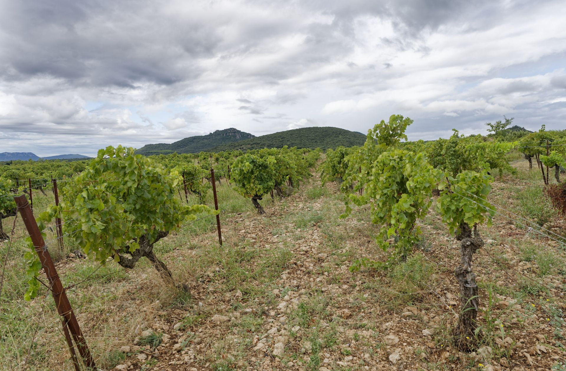 La Jasse Castel winery vines 2