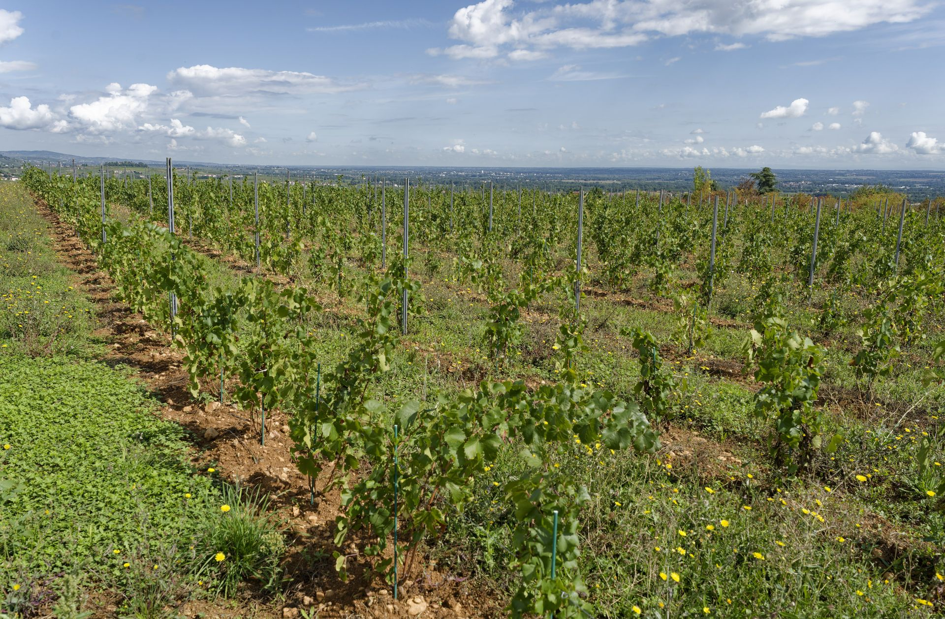 Domaine de Mont Joly winery young Chardonnay vines