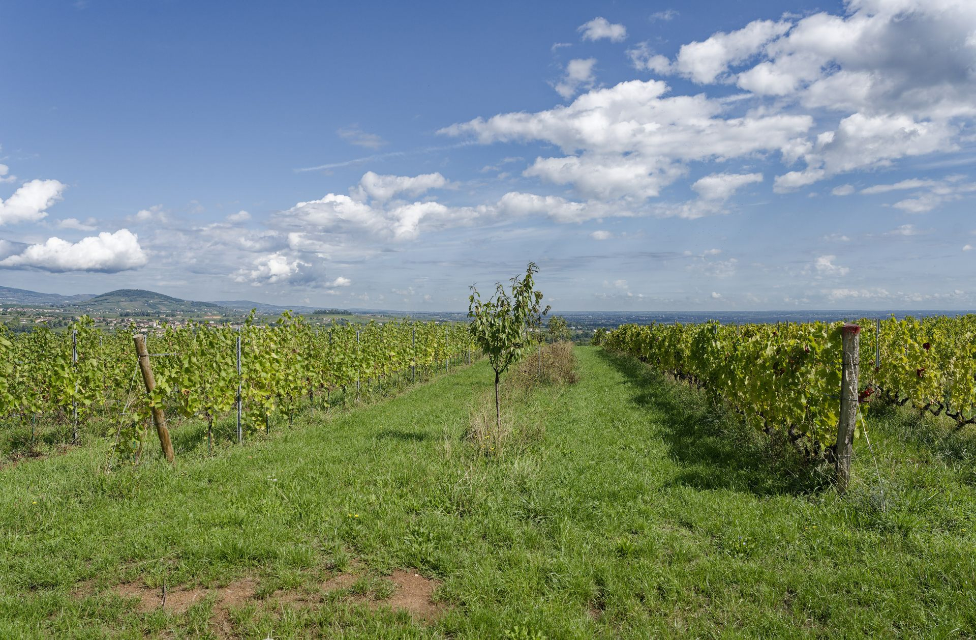 Domaine de Mont Joly winery vines and trees
