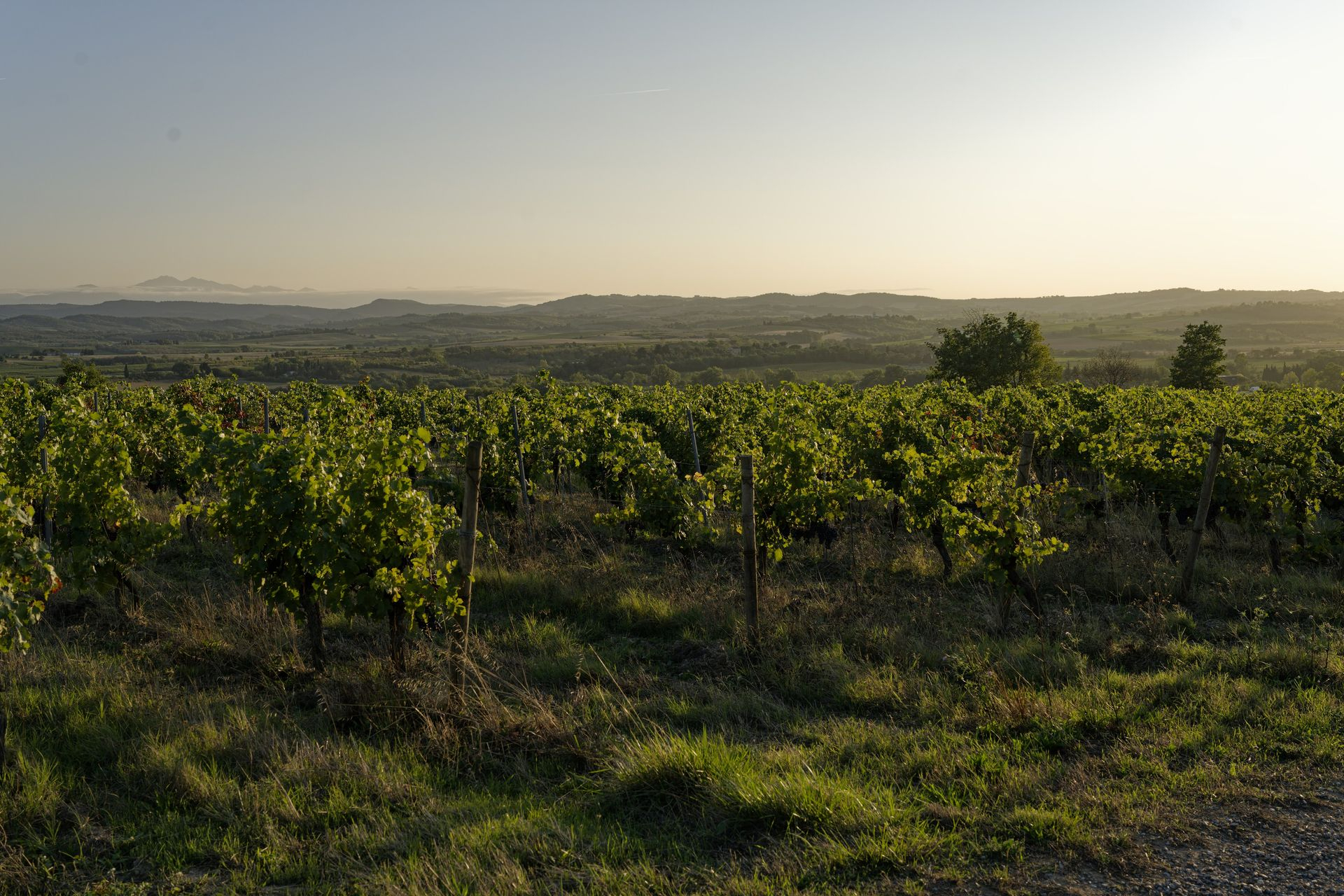 chateau guilhem terrasses du couchant sunset vines
