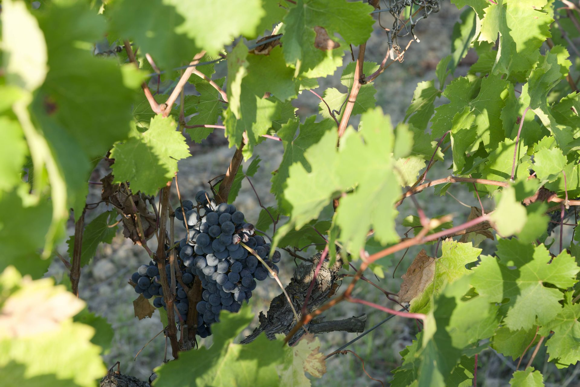 chateau guilhem winery grapes
