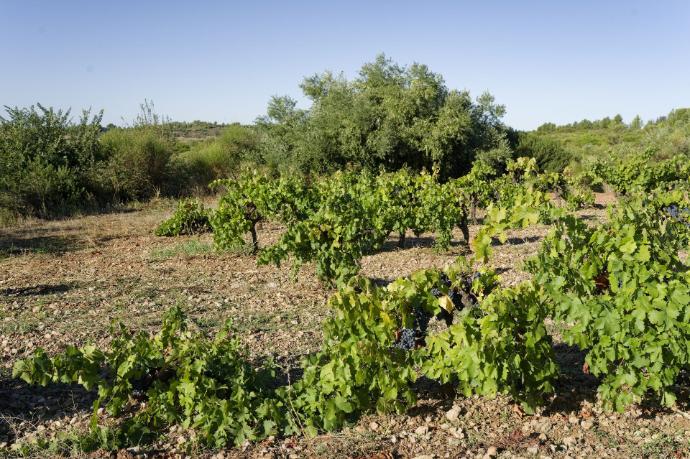 Domaine de roquemale winery old vines