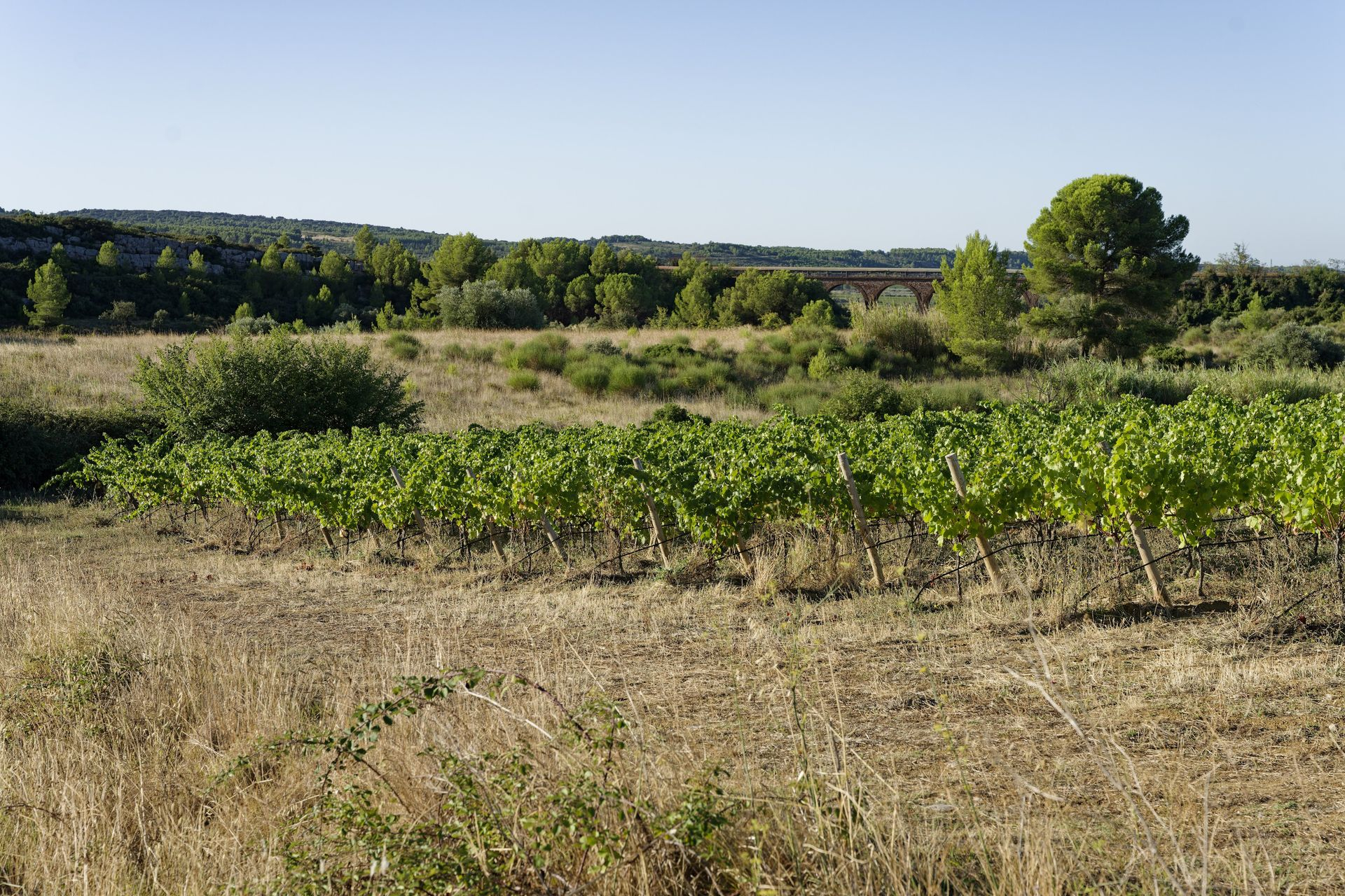Domaine de roquemale winery vineyard and bridge