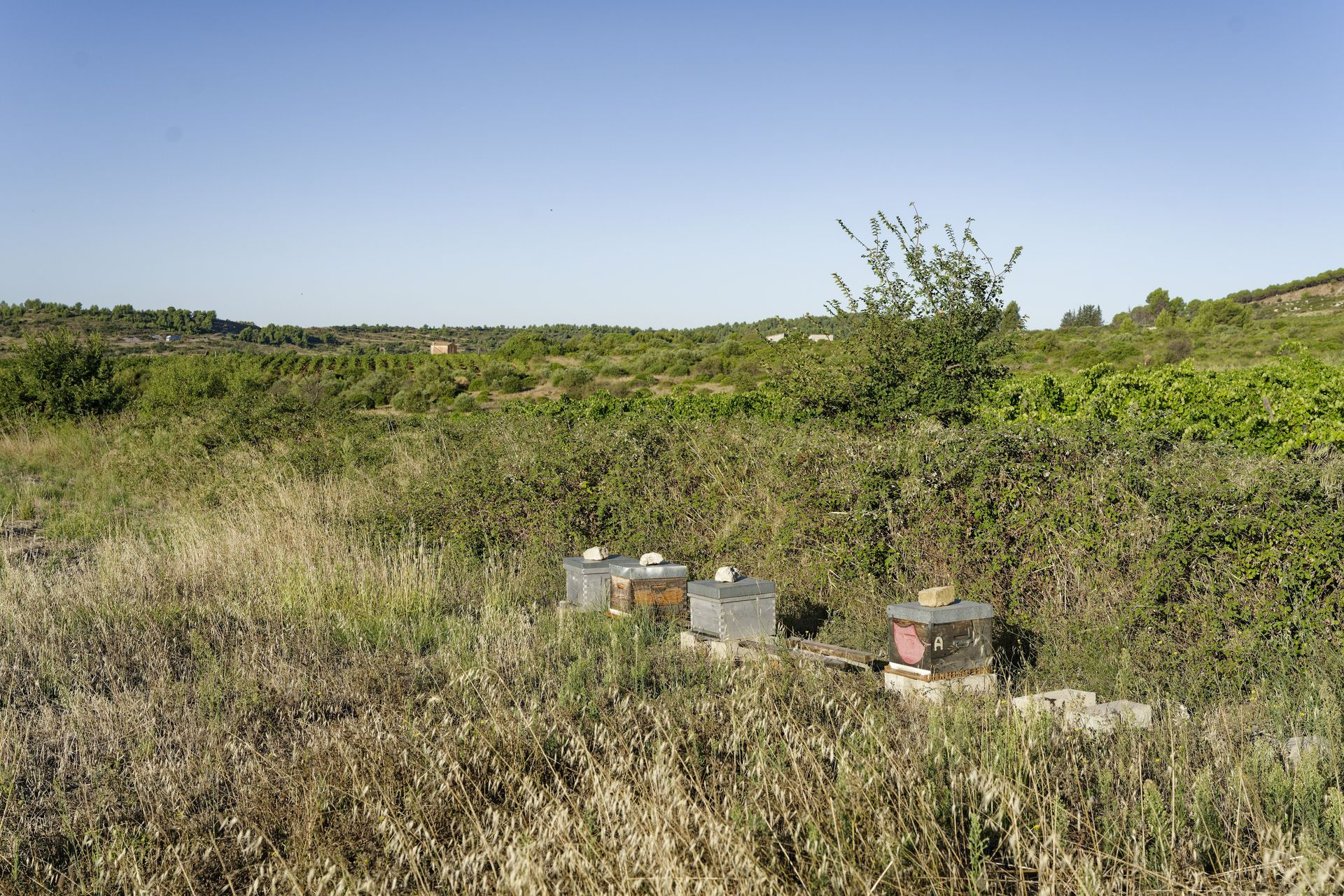 Domaine de roquemale winery vineyard bee hives