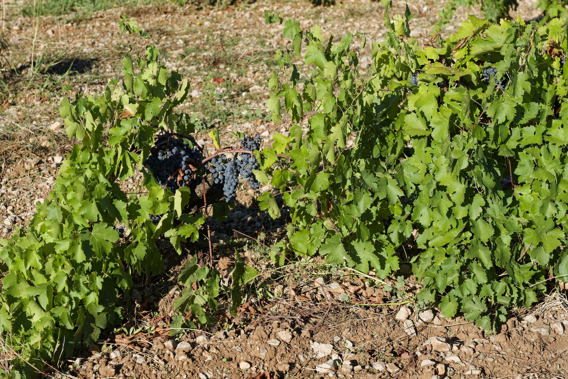 Domaine de roquemale winery old vines